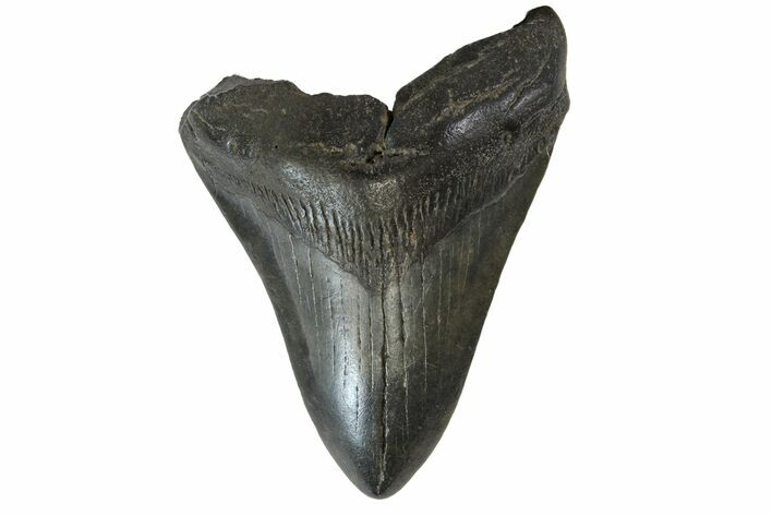 Bargain, Fossil Megalodon Tooth - South Carolina #162342